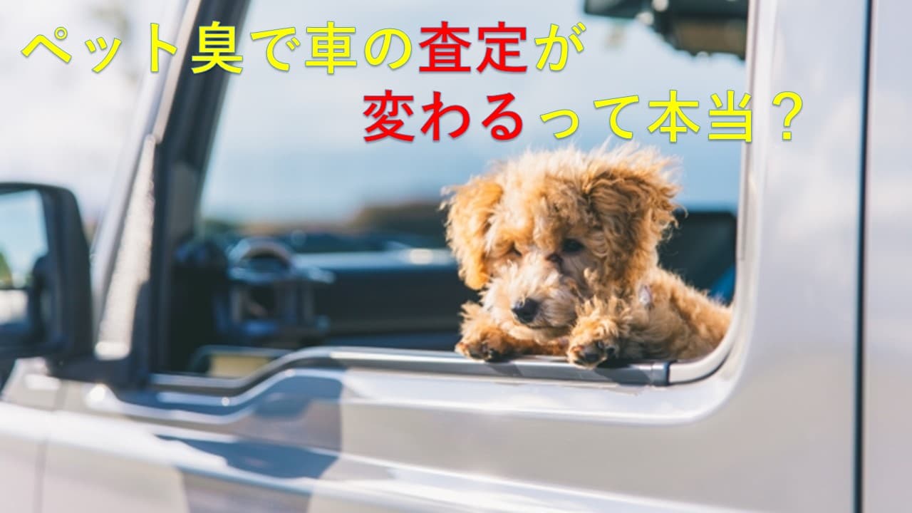 ペット臭で車の査定が変わるって本当？